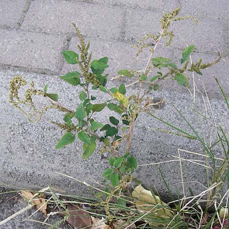 Amaranthus viridis \ Grner Amaranth / Slender Pigweed, Green Pigweed, GR Athen 26.8.2014