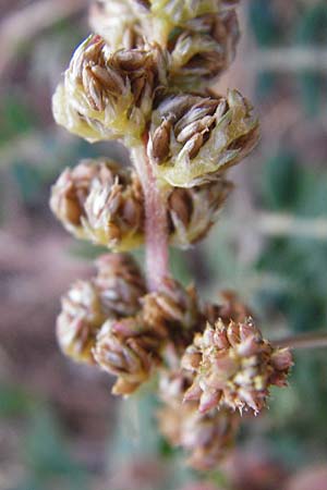 Amaranthus viridis \ Grner Amaranth / Slender Pigweed, Green Pigweed, GR Athen 26.8.2014
