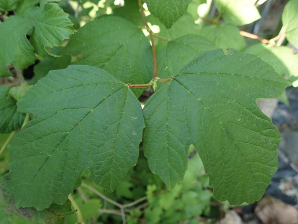 Acer hyrcanum subsp. intermedium \ Balkan-Ahorn / Balkan Maple, GR Euboea (Evia), Neos Pirgos 28.8.2017