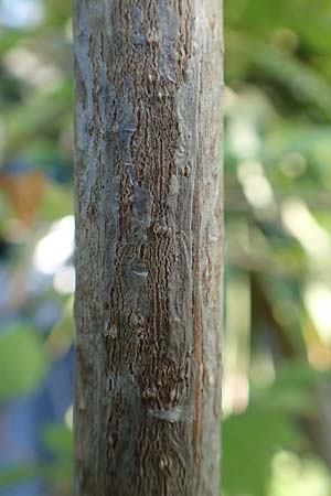 Acer hyrcanum subsp. intermedium \ Balkan-Ahorn / Balkan Maple, GR Euboea (Evia), Neos Pirgos 28.8.2017