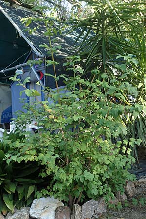 Acer hyrcanum subsp. intermedium \ Balkan-Ahorn / Balkan Maple, GR Euboea (Evia), Neos Pirgos 28.8.2017