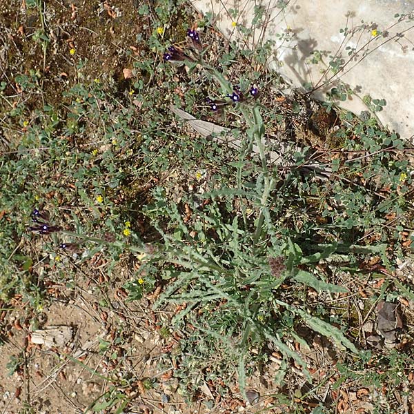 Anchusa hybrida \ Gewellte Ochsenzunge, Hybrid-Ochsenzunge / Undulate Bugloss, GR Athen, Mount Egaleo 10.4.2019