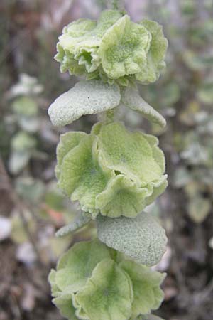 Ballota acetabulosa / False Dittany, Greek Horehound, GR Parnitha 22.5.2008