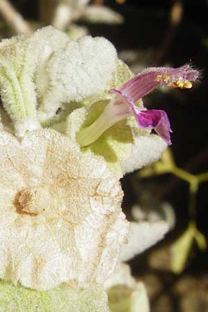 Ballota acetabulosa / False Dittany, Greek Horehound, GR Euboea (Evia), Dimosari - Gorge 29.8.2014