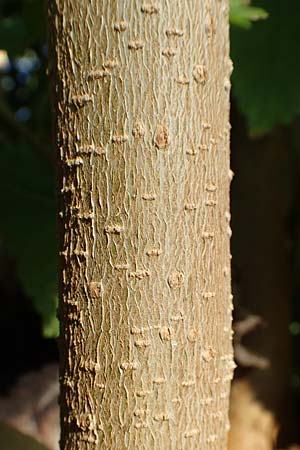 Morus alba \ Weier Maulbeerbaum, GR Euboea (Evia), Limni 31.8.2017