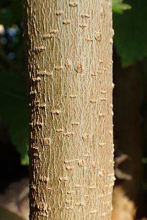 Morus alba \ Weier Maulbeerbaum / Chinese White Mulberry, GR Euboea (Evia), Limni 31.8.2017