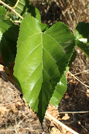 Morus alba \ Weier Maulbeerbaum / Chinese White Mulberry, GR Euboea (Evia), Limni 31.8.2017