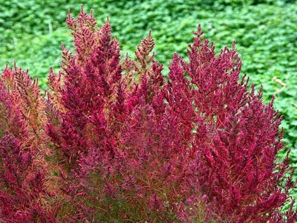 Bassia scoparia \ Besen-Radmelde, Sommerzypresse / Summer Cypress, GR Korinth/Corinth 16.11.2011 (Photo: Gisela Nikolopoulou)