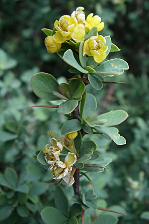 Berberis cretica \ Kretische Berberitze / Cretan Barberry, GR Parnitha 22.5.2008