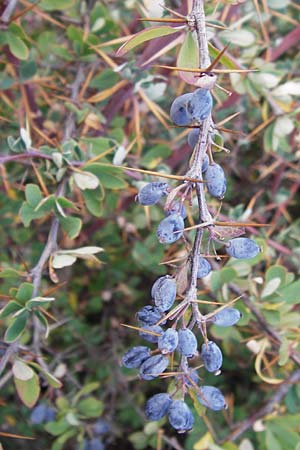 Berberis cretica \ Kretische Berberitze / Cretan Barberry, GR Parnitha 1.9.2014