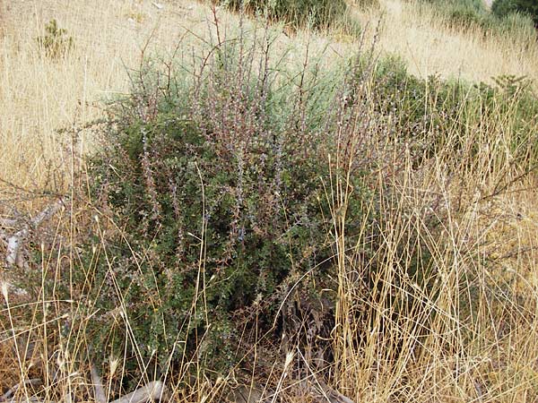 Berberis cretica \ Kretische Berberitze / Cretan Barberry, GR Parnitha 1.9.2014