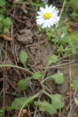 Bellis annua \ Einjhriges Gnseblmchen / Annual Daisy, GR Athen, Mount Egaleo 10.4.2019