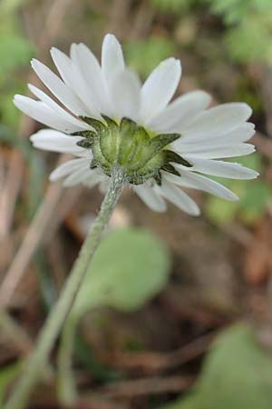 Bellis annua \ Einjhriges Gnseblmchen / Annual Daisy, GR Athen, Mount Egaleo 10.4.2019