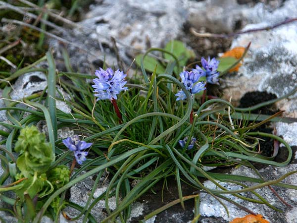 Bellevalia hyacinthoides \ Hyazinthe / Squill, GR Gerania - Gebirge/Mountains, Perachora 4.3.2012 (Photo: Gisela Nikolopoulou)