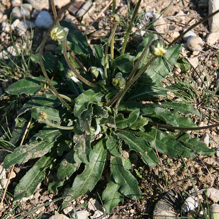 Bellis sylvestris \ Wald-Gnseblmchen / Southern Daisy, GR Korinth/Corinth 16.10.2018 (Photo: Gisela Nikolopoulou)