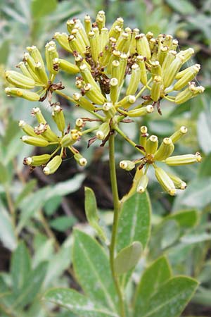 Bupleurum fruticosum \ Strauchiges Hasenohr / Shrubby Hare's Ear, GR Dafni 6.9.2014