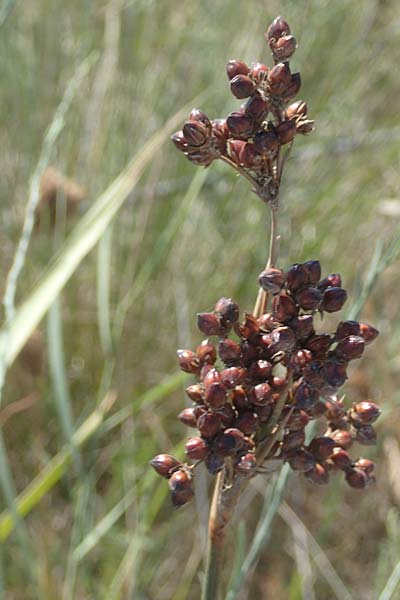 Juncus acutus \ Stechende Binse / Spiny Rush, GR Euboea (Evia), Kanatadika 25.8.2017