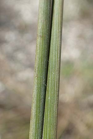 Juncus acutus \ Stechende Binse / Spiny Rush, GR Euboea (Evia), Kanatadika 28.8.2017