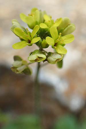 Biscutella didyma \ Einjhriges Brillenschtchen, GR Hymettos 20.3.2019