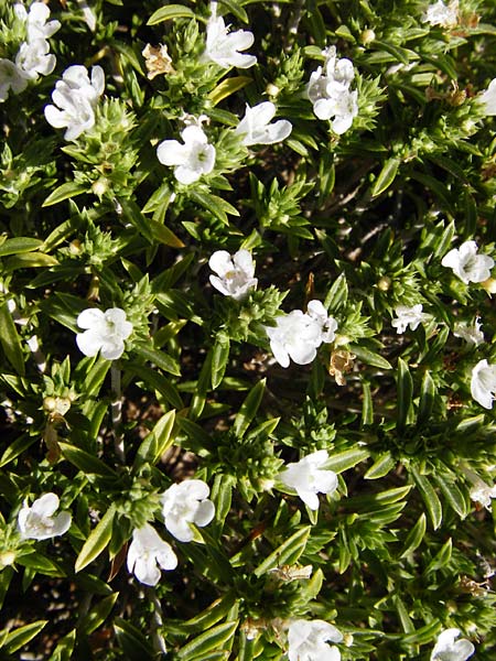 Satureja montana \ Winter-Bohnenkraut, Karst-Bergminze / Winter Savory, GR Parnitha 1.9.2014