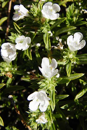 Satureja montana \ Winter-Bohnenkraut, Karst-Bergminze / Winter Savory, GR Parnitha 1.9.2014