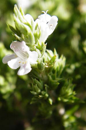 Satureja montana \ Winter-Bohnenkraut, Karst-Bergminze / Winter Savory, GR Parnitha 1.9.2014