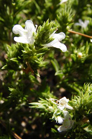 Satureja montana \ Winter-Bohnenkraut, Karst-Bergminze / Winter Savory, GR Parnitha 1.9.2014