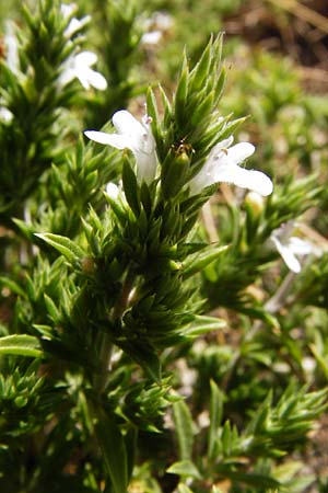 Satureja montana \ Winter-Bohnenkraut, Karst-Bergminze / Winter Savory, GR Parnitha 1.9.2014