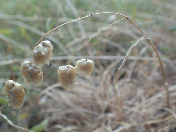 Briza maxima \ Groes Zittergras / Large Quaking Grass, GR Euboea (Evia), Neos Pirgos 25.8.2017