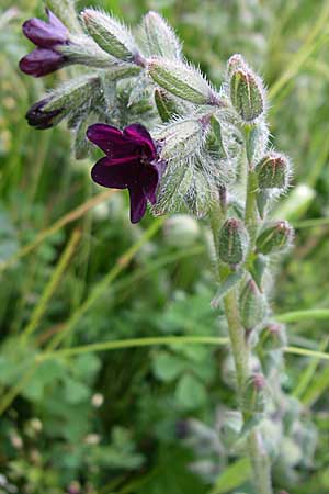 Anchusa hybrida \ Gewellte Ochsenzunge, Hybrid-Ochsenzunge, GR Dodoni 14.5.2008