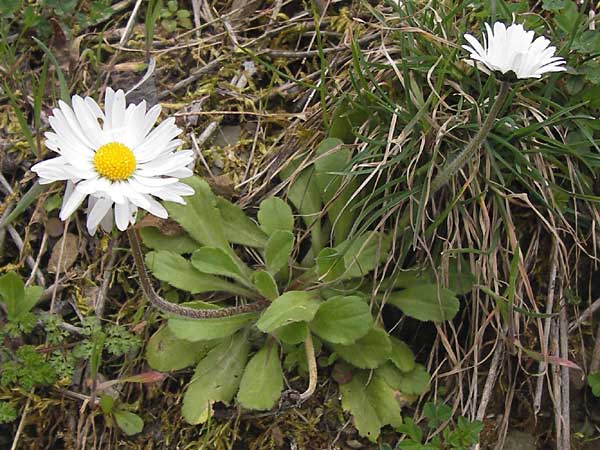 Bellis perennis / Common Daisy, GR Peloponnes, Andritsena 29.3.2013