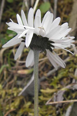 Bellis perennis / Common Daisy, GR Peloponnes, Andritsena 29.3.2013