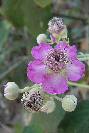 Rubus ulmifolius \ Mittelmeer-Brombeere, Sand-Brombeere, GR Parga 24.8.2007