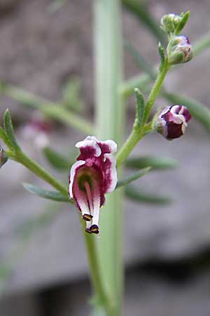 Scrophularia canina subsp. bicolor / Bicolor Figwort, GR Zagoria, Monodendri 15.5.2008