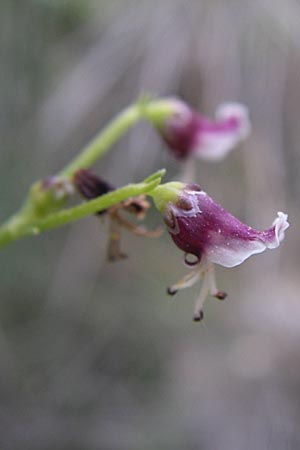 Scrophularia canina \ Hunds-Braunwurz / French Figwort, GR Peloponnes, Zarouchla Tal / Valley 19.5.2008