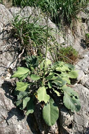 Brassica cretica \ Kretischer Kohl / Cretan Cabbage, GR Akrokorinth 19.1.2014 (Photo: Gisela Nikolopoulou)
