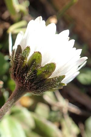 Bellis perennis / Common Daisy, GR Parnitha 22.3.2019