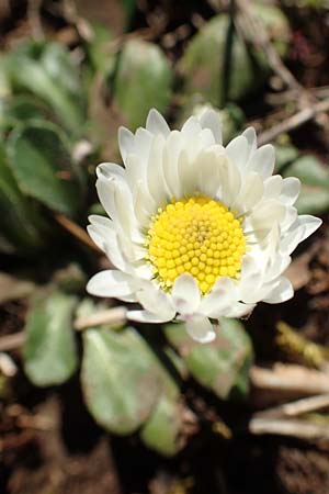 Bellis perennis / Common Daisy, GR Parnitha 22.3.2019