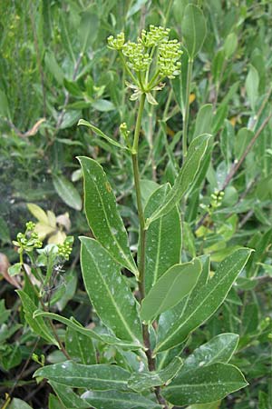 Bupleurum fruticosum \ Strauchiges Hasenohr / Shrubby Hare's Ear, GR Parnitha 22.5.2008