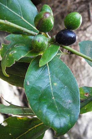 Olea paniculata \ Australische Olive / Native Olive, Australian Olive, GR Euboea (Evia), Dimosari - Schlucht / Gorge 29.8.2014