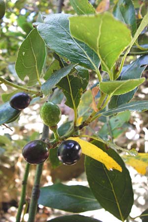 Olea paniculata \ Australische Olive / Native Olive, Australian Olive, GR Euboea (Evia), Dimosari - Schlucht / Gorge 29.8.2014