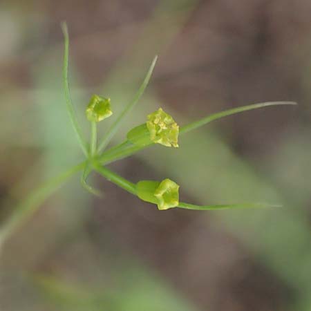 Bupleurum trichopodum \ Tragblatt-Hasenohr / Bracted Hare's Ear, GR Athen, Mount Egaleo 10.4.2019