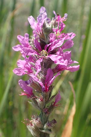 Lythrum salicaria \ Blut-Weiderich / Purple Loosestrife, GR Euboea (Evia), Kanatadika 25.8.2017