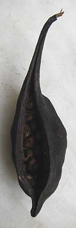 Brachychiton populneus \ Pappelblttriger Flaschenbaum, Kurrajong-Flaschenbaum / White-Flower Kurrajong, Black Kurrajong, GR Athen 2.9.2014