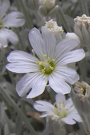 Cerastium candidissimum \ Griechischer Silber-Teppich, GR Parnitha 22.5.2008