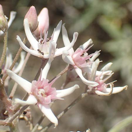 Cynanchum acutum / Stranglewort, GR Euboea (Evia), Kanatadika 25.8.2017