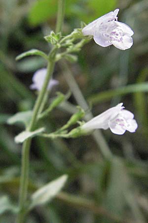 Clinopodium menthifolium subsp. menthifolium / Wood Calamint, GR Parga 24.8.2007