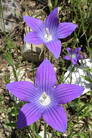 Campanula ramosissima \ Verzweigte Glockenblume / Branched Bellflower, GR Zagoria, Aristi 16.5.2008