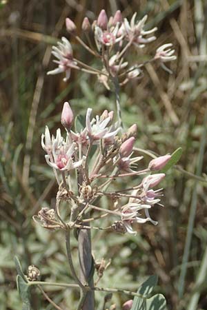 Cynanchum acutum \ Lianen-Schwalbenwurz, Lianen-Hundswrger / Stranglewort, GR Euboea (Evia), Kanatadika 25.8.2017