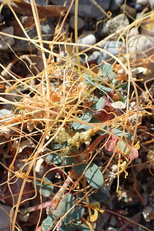 Cuscuta scandens ? \ Knterich-Seide / Knotweed Dodder, GR Euboea (Evia), Kanatadika 28.8.2017